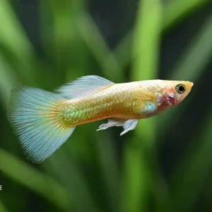Neuheit Guppy Platinum Yellow (Poecilia reticulata)